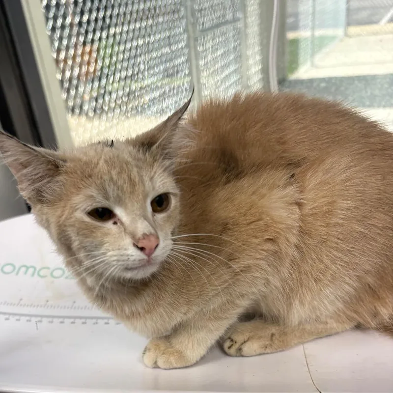 A baby small-sized female Buff / Tan / Fawn Domestic Short Hair cat named Scrubs for adoption in Columbiana, AL