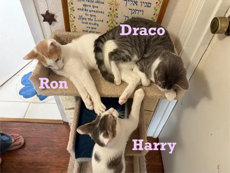 Harry Potter thumbnail 2