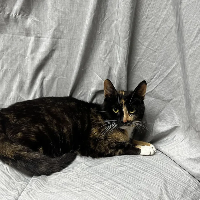 A young medium-sized female Tortoiseshell Domestic Short Hair cat named Zelda for adoption in Raleigh, NC