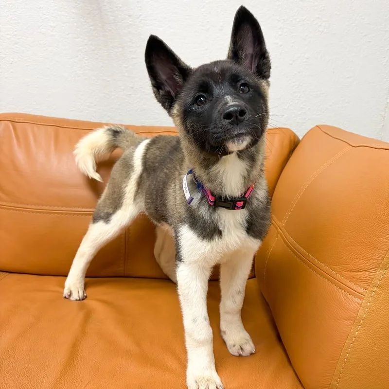 A baby small-sized female Akita dog named Fergie for adoption in Parker, CO