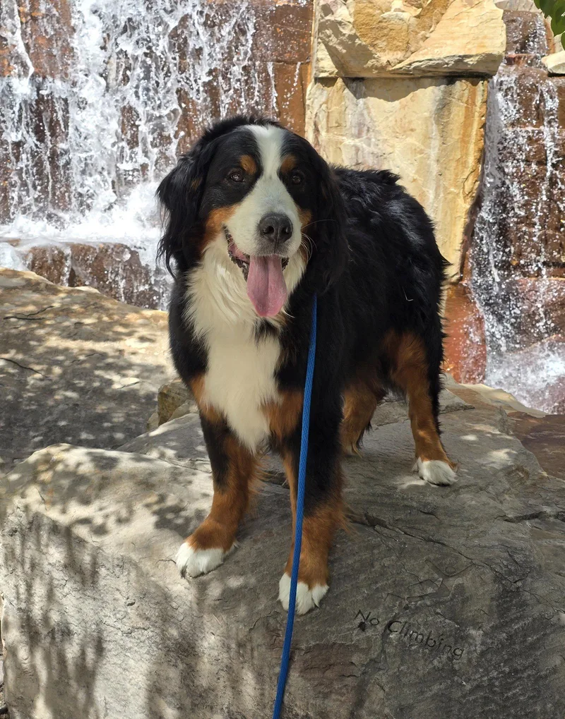 An adult large-sized male Bernese Mountain Dog dog named Ososito for adoption in Salt Lake City, UT