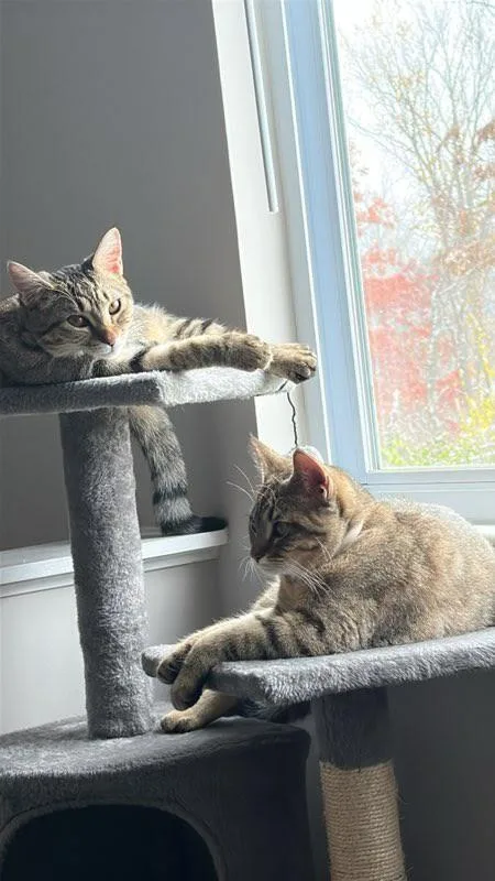 Coco & Rikki  thumbnail 4