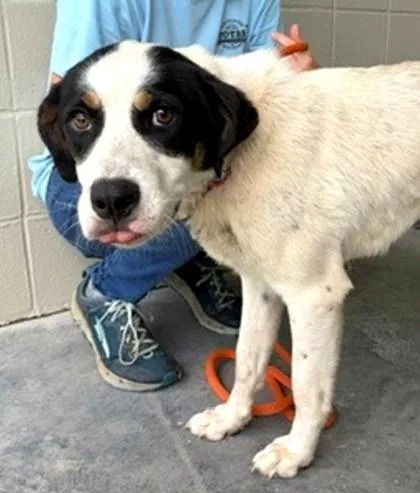 An adult medium-sized female Mixed Breed dog named Caterina for adoption in Madison, NJ