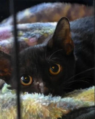 A baby small-sized female Black Domestic Short Hair cat named Mickey for adoption in Tampa, FL
