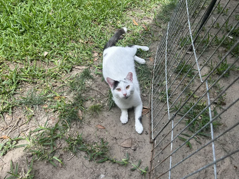 A baby medium-sized male Black & White / Tuxedo Domestic Short Hair cat named Cosmo for adoption in Metairie, LA