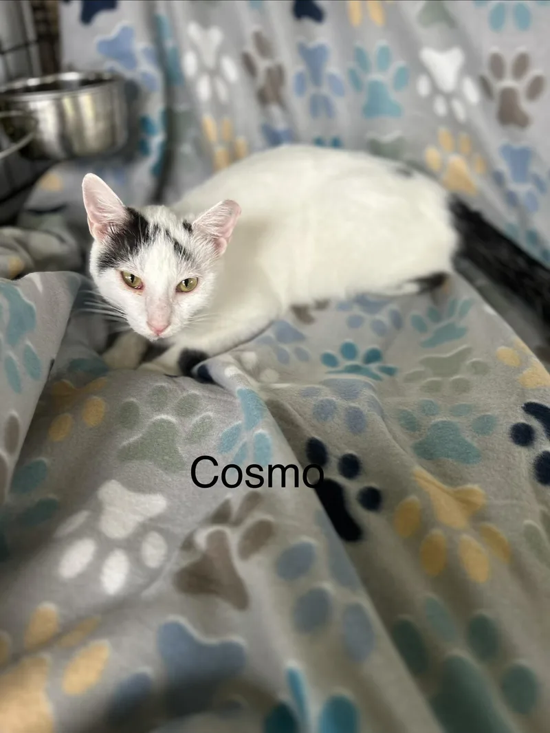 Cosmo thumbnail 2