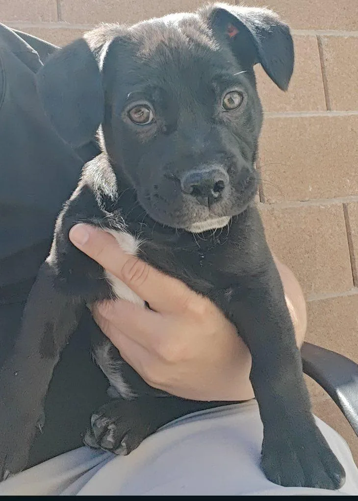 A baby medium-sized male Pug dog named Pixie's Bruzer for adoption in Las Vegas, NV
