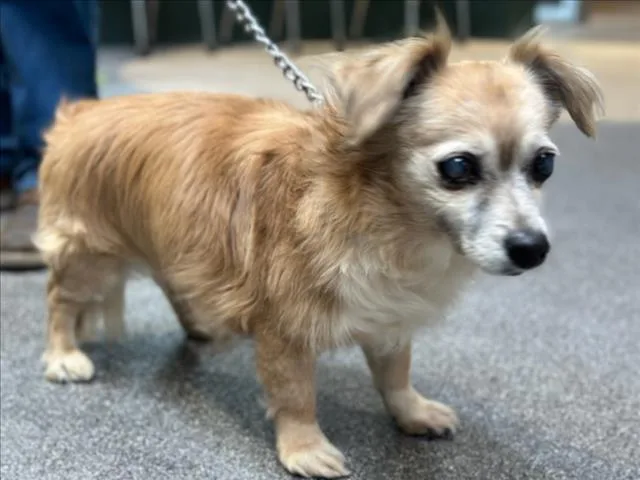 An adult medium-sized male Mixed Breed dog named Pancho for adoption in Los Angeles, CA