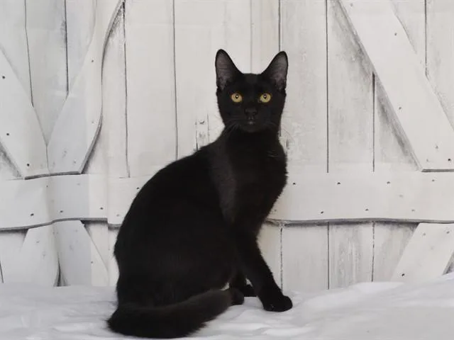 A young small-sized male Domestic Short Hair cat named J.r. for adoption in Oroville, CA