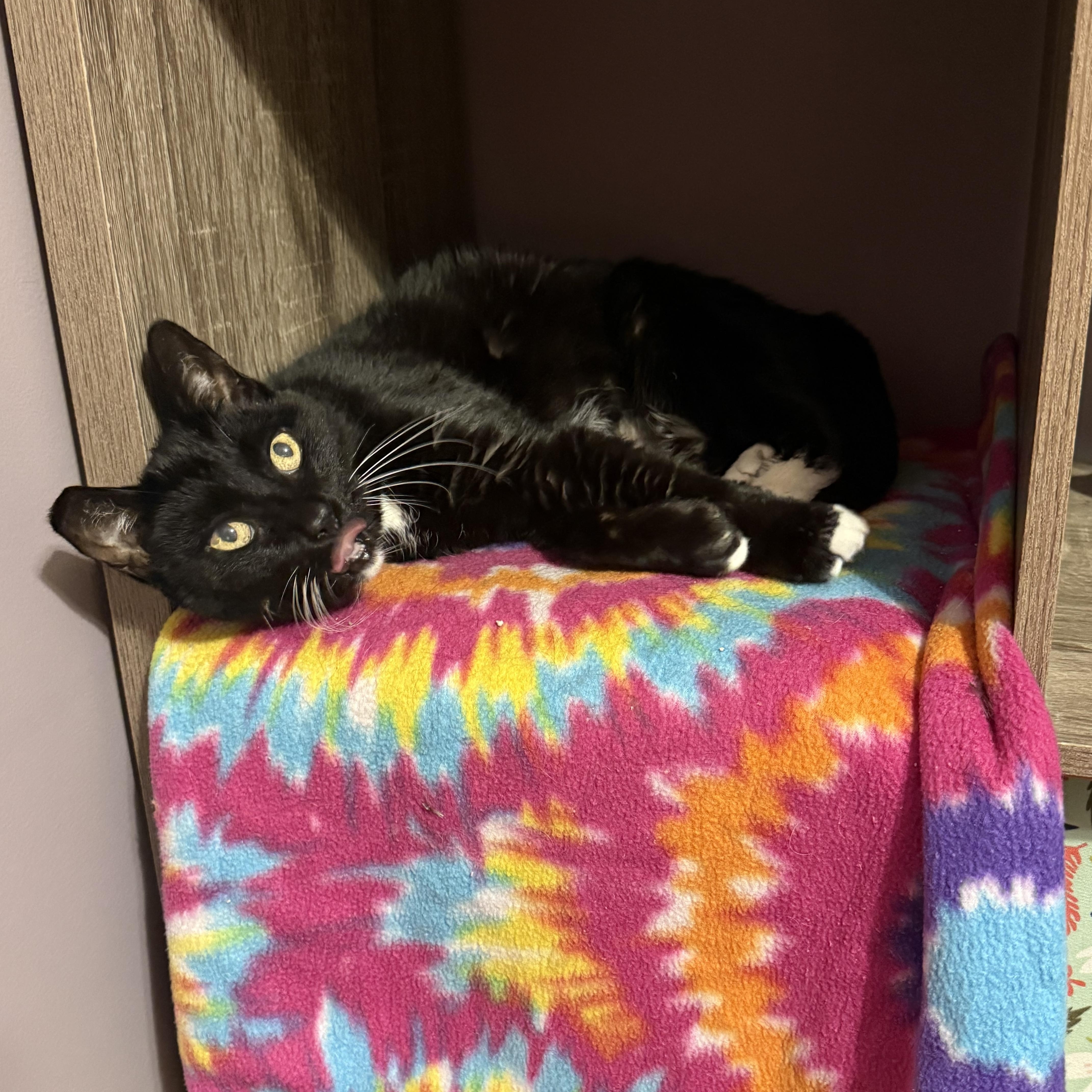A senior medium-sized female Domestic Short Hair cat named Pawlina Toesington for adoption in Manchester, MD