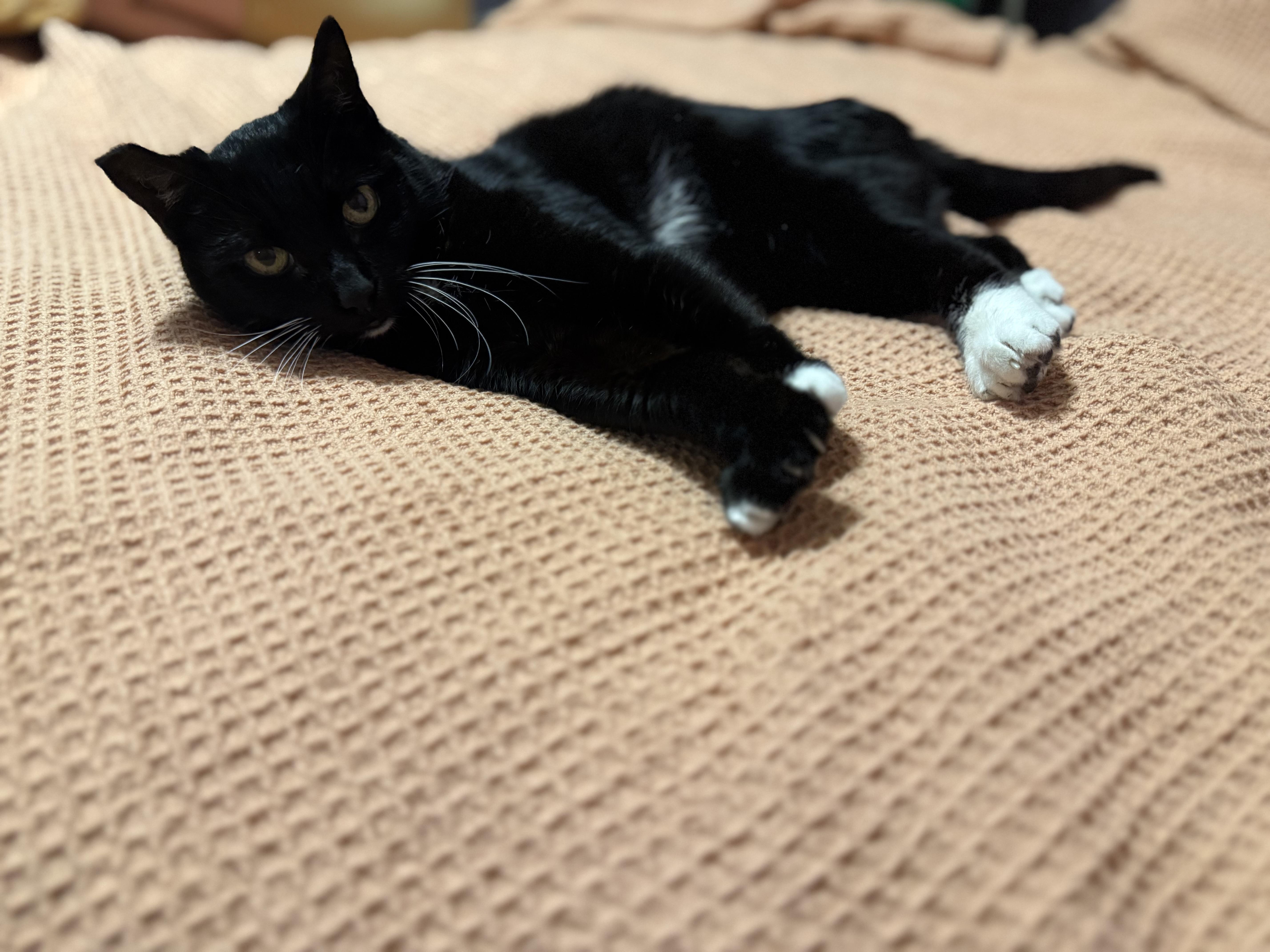 Pawlina Toesington thumbnail 2
