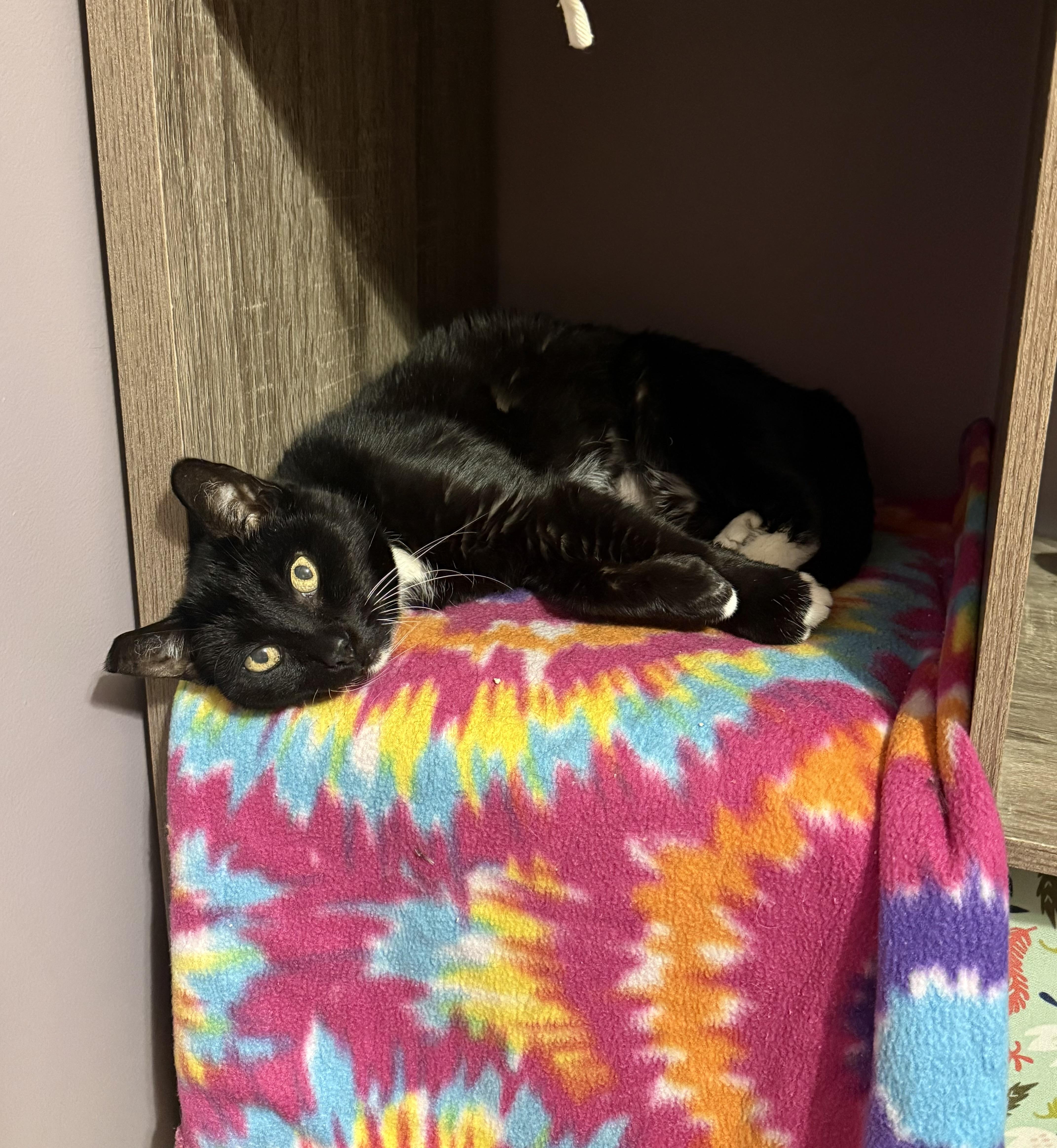 Pawlina Toesington thumbnail 3