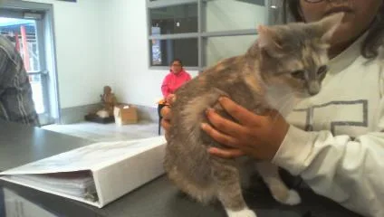 An adult medium-sized female Domestic Short Hair cat named Rudy for adoption in Charlotte, NC