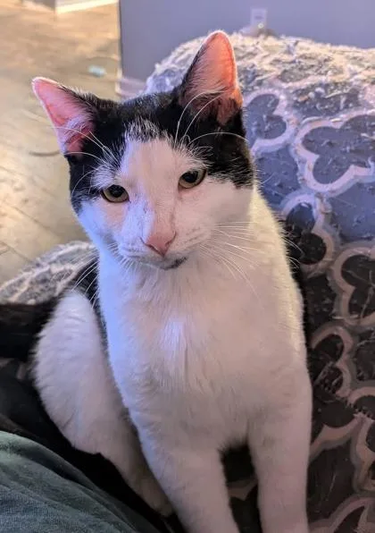 Captain    thumbnail 3