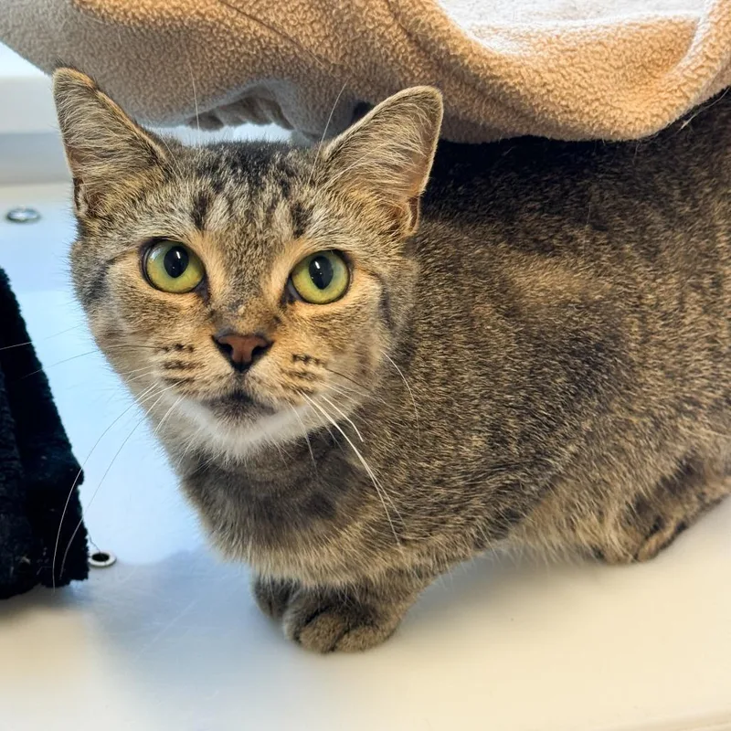 A young medium-sized female Gray / Blue / Silver Domestic Short Hair cat named Alex for adoption in Fort Wayne, IN