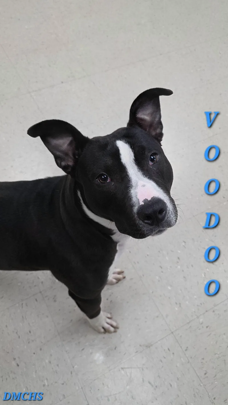 A young medium-sized male Bull Terrier dog named Voodoo for adoption in Burlington, IA
