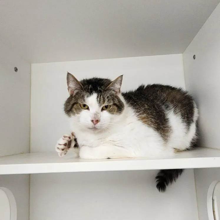 An adult extra large-sized female White Domestic Short Hair cat named Julissa for adoption in Dover, NH