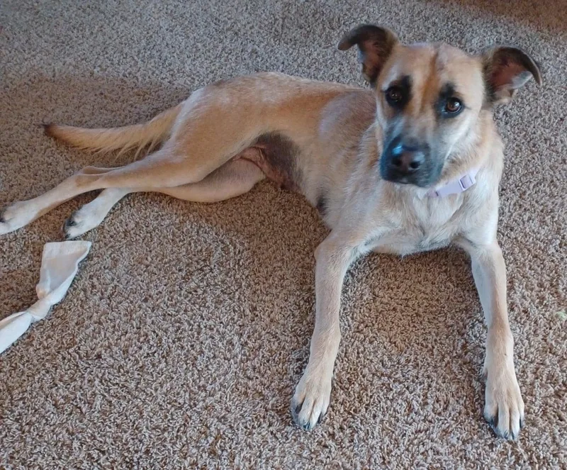 A young medium-sized female Shepherd dog named Aries for adoption in Celina, OH