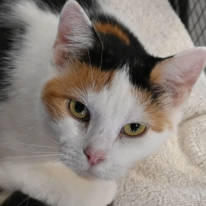An adult medium-sized female Calico cat named Honey Graham for adoption in Washington, PA
