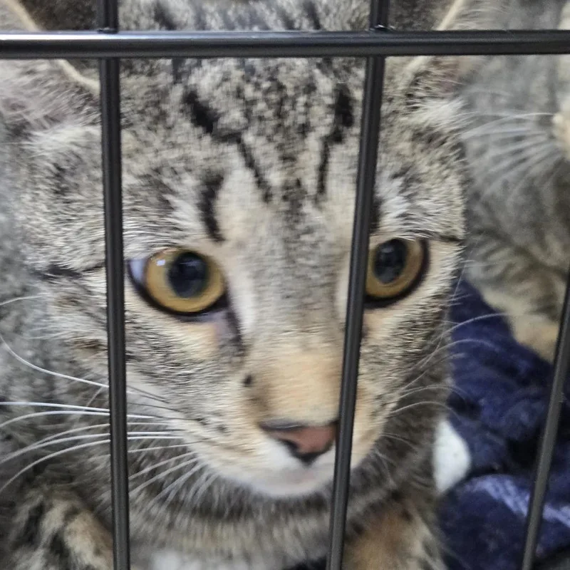 A young medium-sized female Brown / Chocolate Domestic Short Hair cat named Star for adoption in Weimar, CA