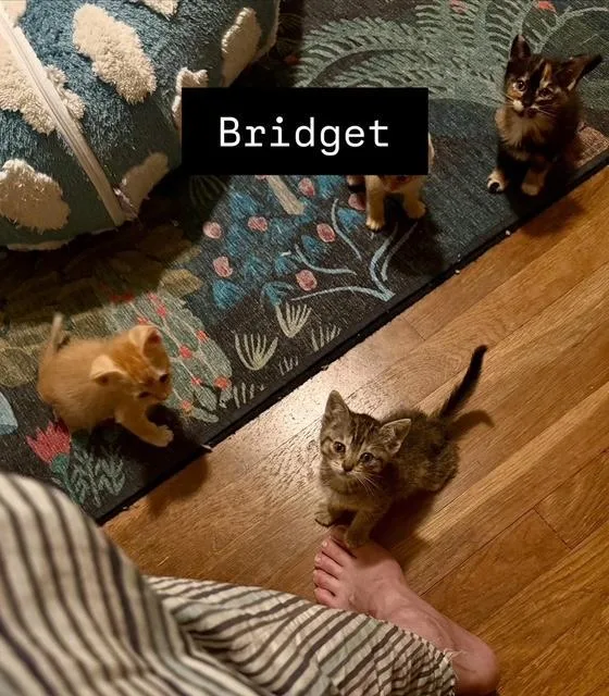 A baby small-sized female Brown / Chocolate Tabby cat named Bridget for adoption in Parlier, CA