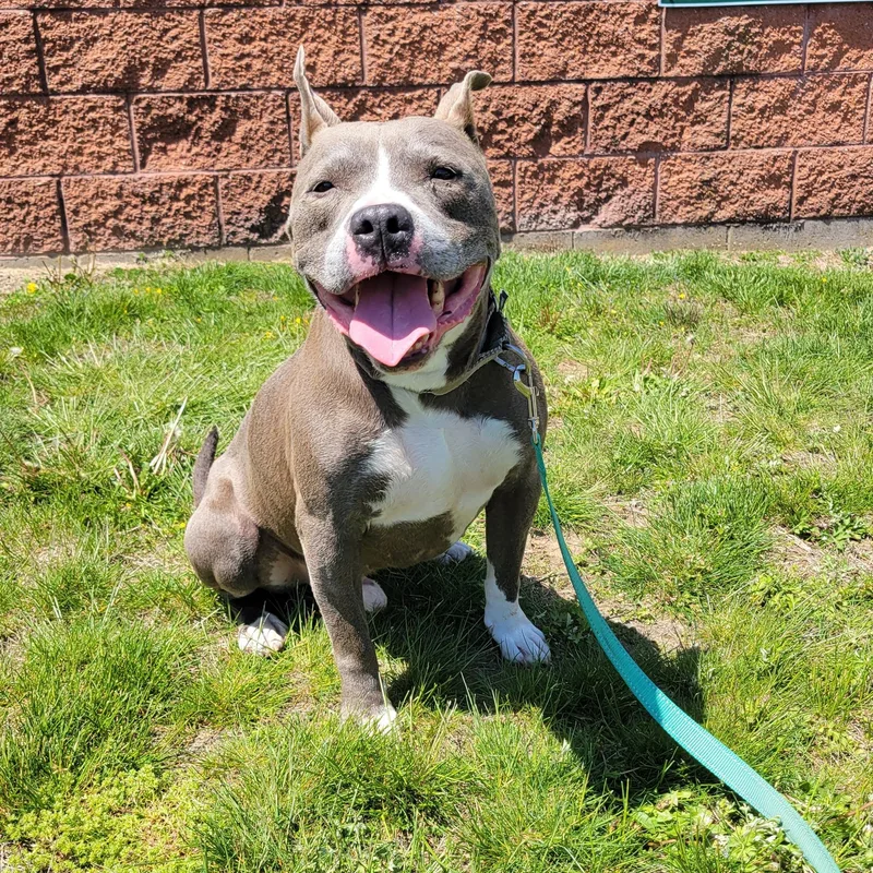 An adult medium-sized male Pit Bull Terrier dog named Smokey for adoption in Southold, NY