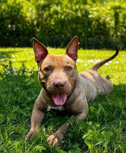 An adult medium-sized male Mixed Breed dog named Ajax for adoption in West Chester, PA