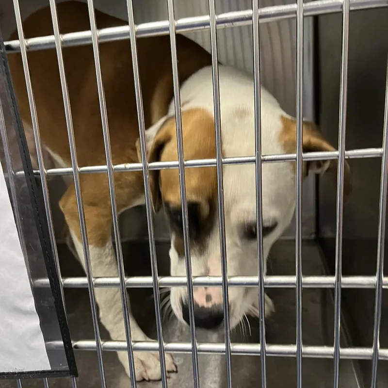 An adult large-sized male Yellow / Tan / Blond / Fawn Pit Bull Terrier dog named French Fries for adoption in Greensboro, NC