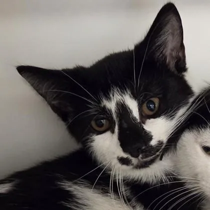 A baby small-sized female Domestic Short Hair cat named Curley for adoption in Voorhees, NJ