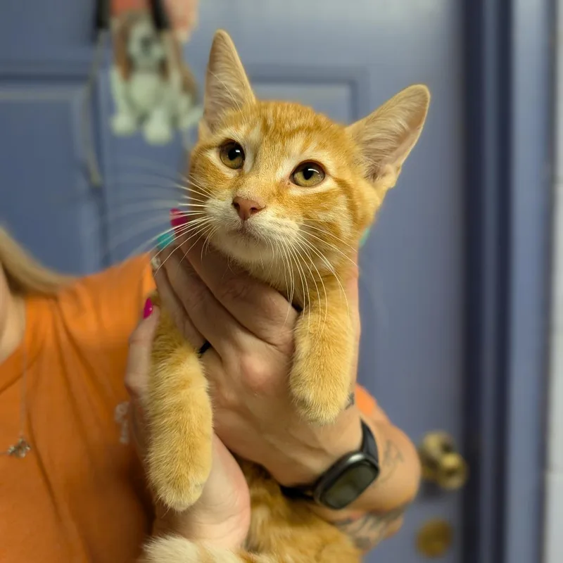 A baby medium-sized male Tabby (Orange / Red) Domestic Short Hair cat named Hamburglar for adoption in Cape Girardeau, MO