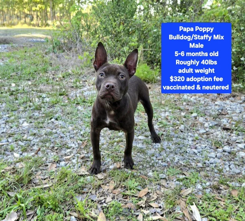 A young medium-sized male Bulldog dog named Papa Poppy for adoption in Oviedo, FL