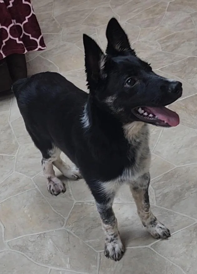A young medium-sized male Tricolor (Brown, Black, & White) Australian Cattle Dog / Blue Heeler dog named Parrot for adoption in Neillsville, WI