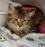 A young medium-sized female Brown / Chocolate Domestic Medium Hair cat named Rosemary for adoption in Moline, IL