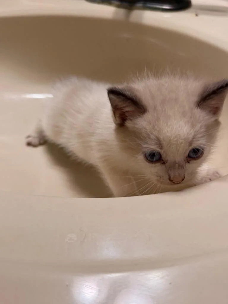 A baby small-sized male Domestic Short Hair cat named Thomas for adoption in Newnan, GA