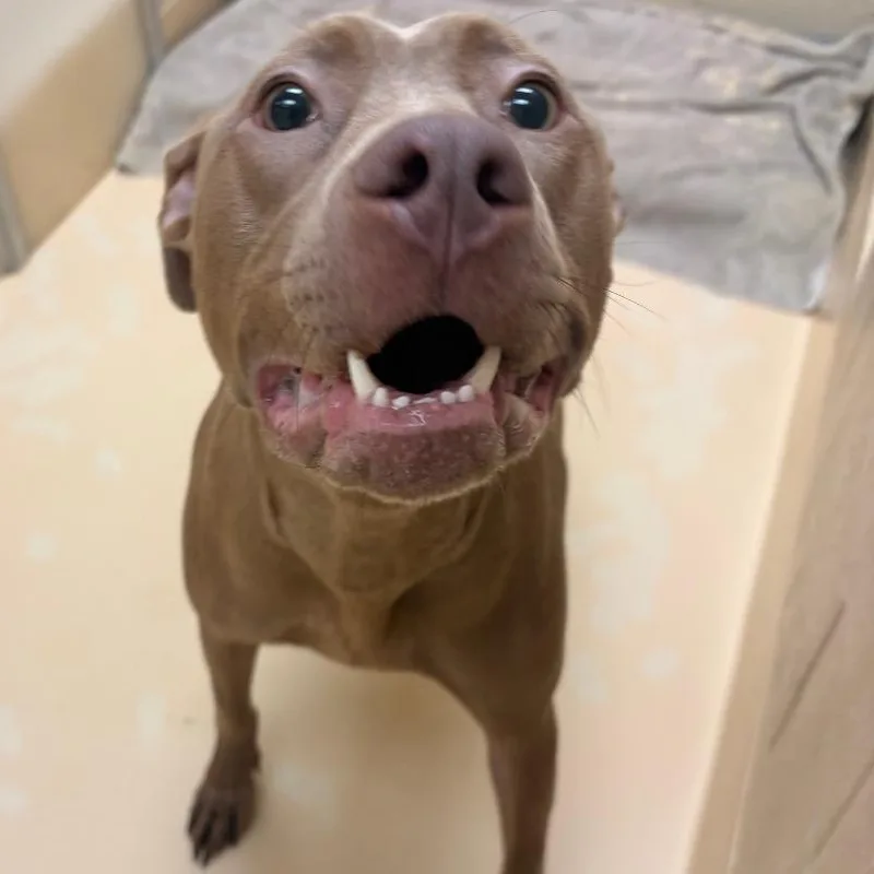 An adult medium-sized male Gray / Blue / Silver Mixed Breed dog named Milo for adoption in Winston-Salem, NC