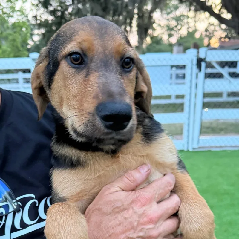 A baby medium-sized female Black German Shepherd Dog dog named Abaco for adoption in Sarasota, FL
