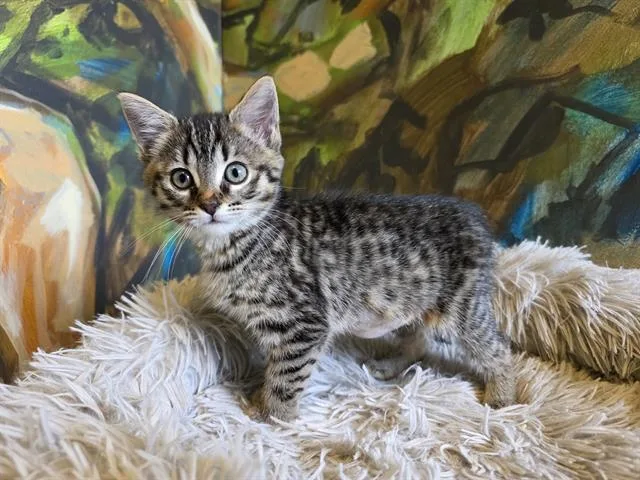 A baby small-sized female Domestic Short Hair cat named Penny for adoption in Santa Clara, CA