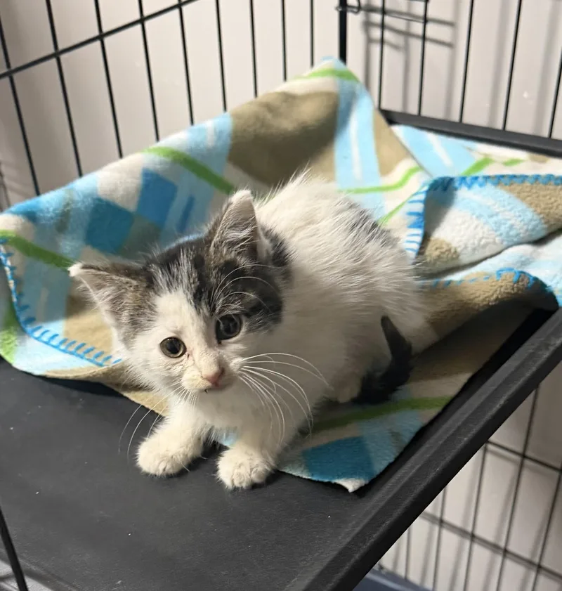 A baby medium-sized female White Domestic Medium Hair cat named Storm for adoption in Grove, OK