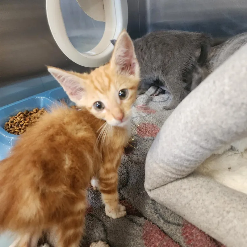 A baby small-sized male Orange / Red Domestic Short Hair cat named Timber for adoption in Evensville, TN