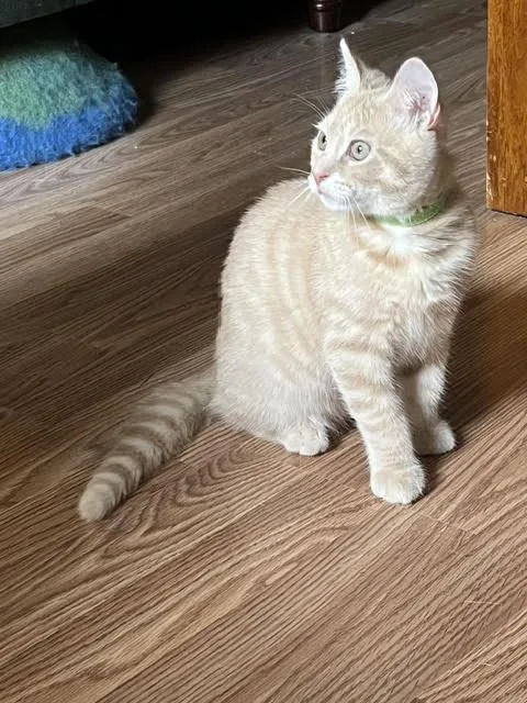 A baby medium-sized male Domestic Short Hair cat named Chalupa Supreme for adoption in Chesapeake Beach, MD