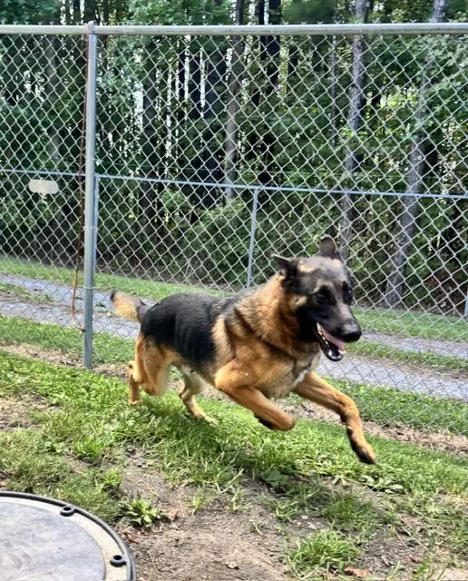 An adult large-sized male Black German Shepherd Dog dog named Rambo for adoption in Dinwiddie, VA