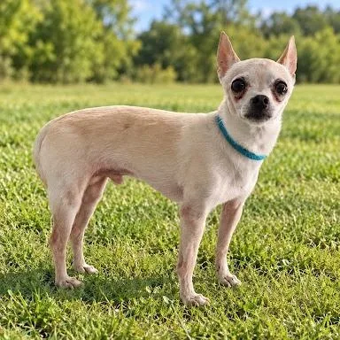 A senior small-sized male Chihuahua dog named Travis for adoption in Danbury, CT