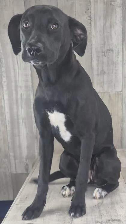 A young medium-sized female Terrier dog named Inky for adoption in Shreveport, LA