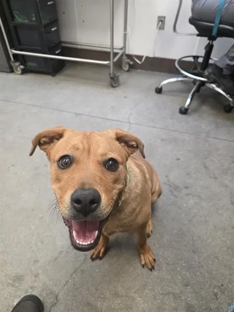 A young small-sized female Redbone Coonhound dog named Blossom for adoption in Tucson, AZ