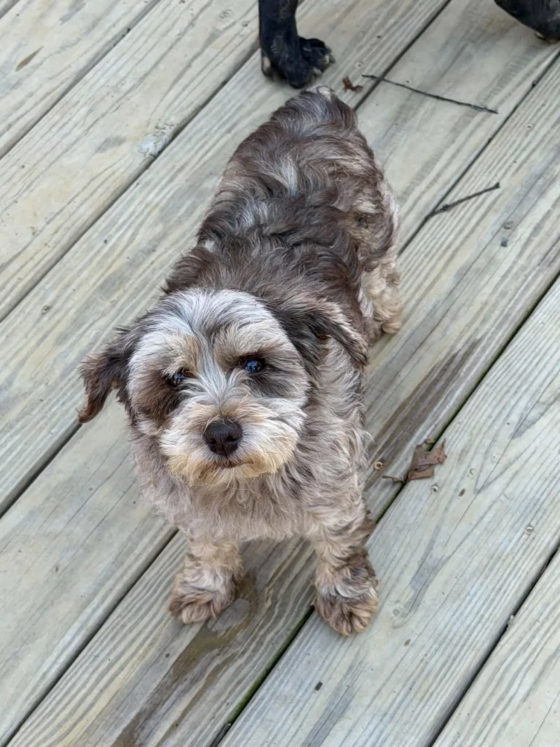 An adult small-sized female Merle (Red) Miniature Schnauzer dog named Nikki for adoption in Zanesville, OH