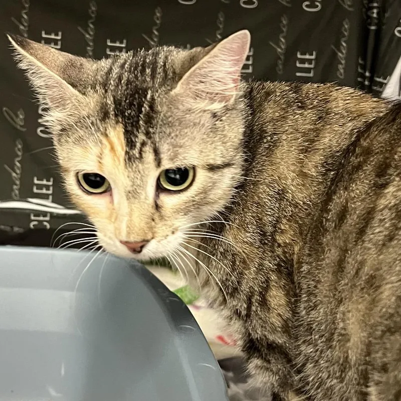 A young medium-sized female Brown / Chocolate Domestic Short Hair cat named Kay KayC for adoption in East Saint Louis, IL