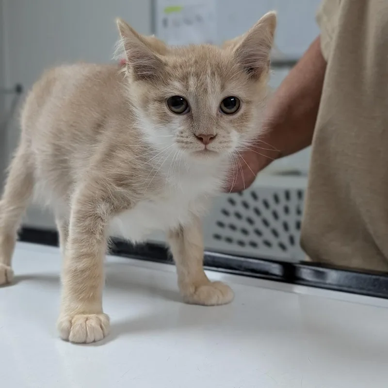 A baby small-sized male Domestic Short Hair cat named Dobby for adoption in Canton, IL