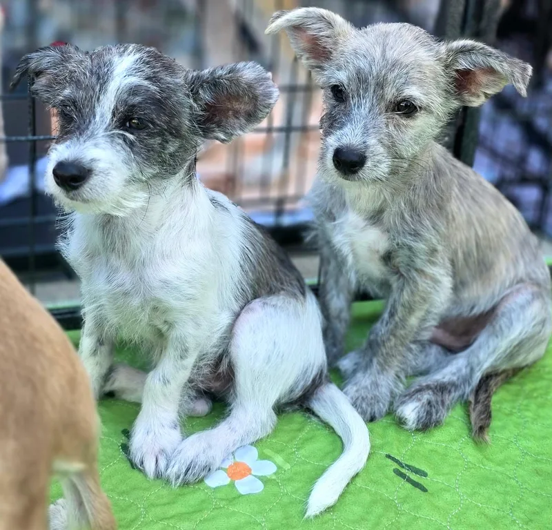 A baby small-sized male Terrier dog named Archie for adoption in Penryn, CA