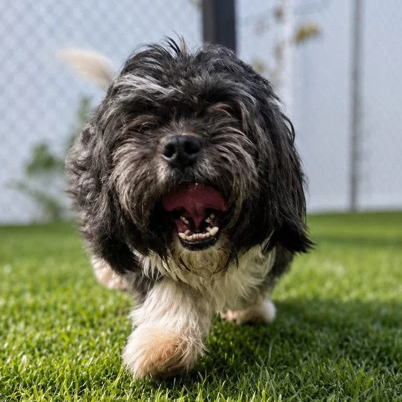An adult small-sized male Shih Tzu dog named Jonah for adoption in Bloomfield, CT