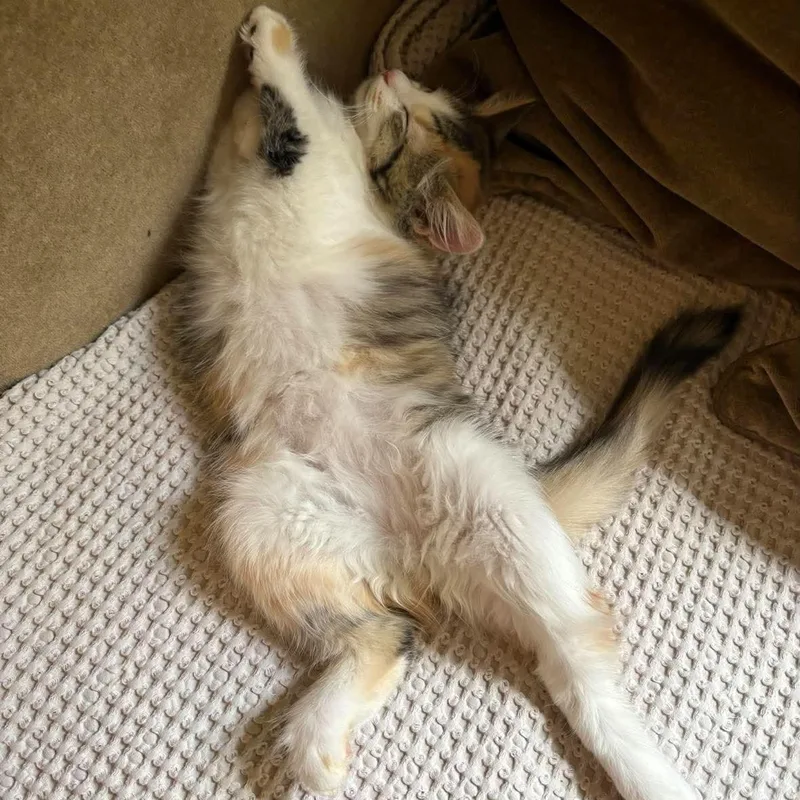 A baby small-sized female Dilute Calico Domestic Long Hair cat named Honey for adoption in Kent, OH